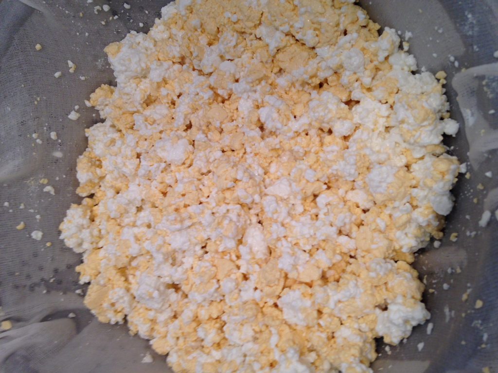 How to Make Cheese Curds for Hard Cheese Backyard Goats